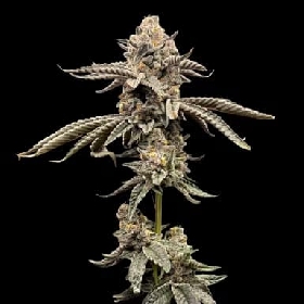 Red Opal > Conscious Genetics